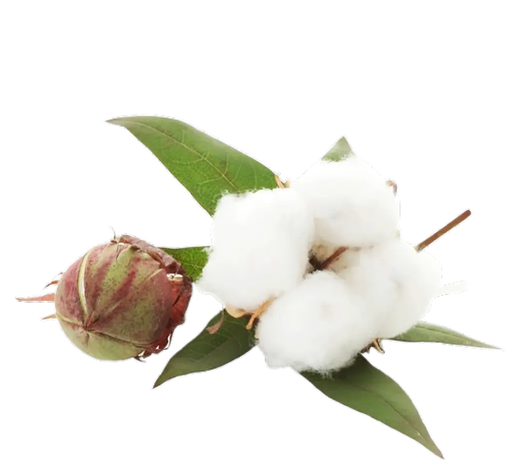 Raw Cotton